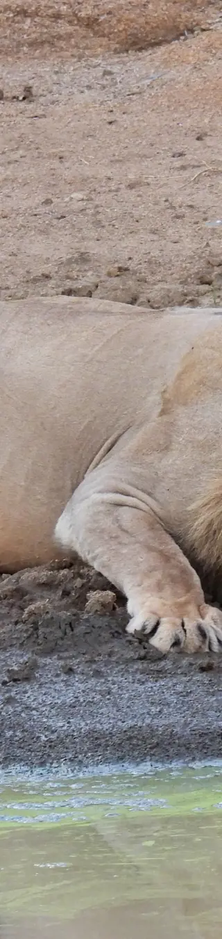 Durstiger Löwe am Wasserloch.